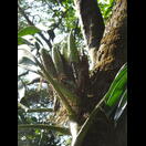 Blütenstand und Früchte eines Philodendron